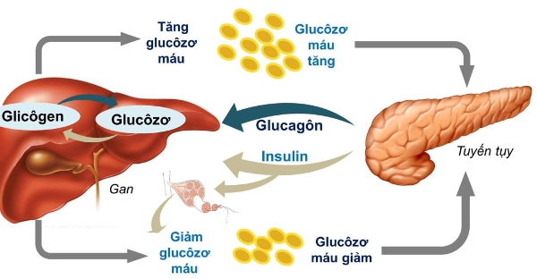 Quy trình chuyển hóa glucose của cơ thể