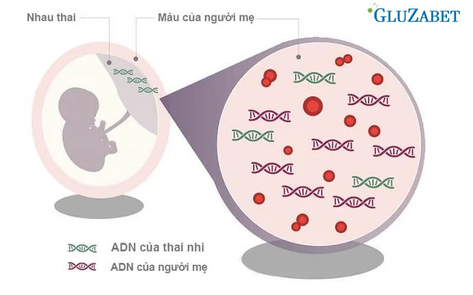 Một số gen được cho là liên quan đến việc làm tăng tỉ lệ bệnh tiểu đường tuýp 2