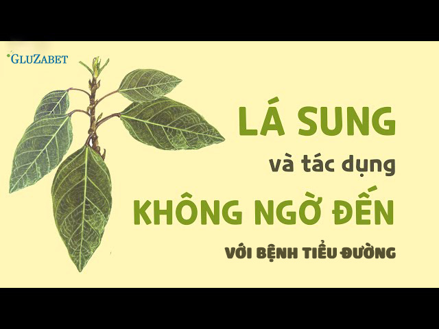 tác dụng của lá sung với bệnh tiểu đường