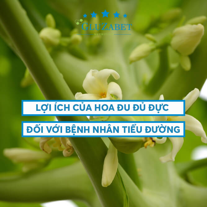 hoa đu đủ đực chữa tiểu đường